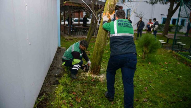 Esenyurt’ta teke böceğine karşı etkin mücadele