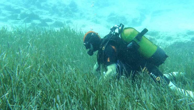 Saros ve Göcek’te deniz çayırları ve mercan habitatlarının korunması çalışmaları devam ediyor