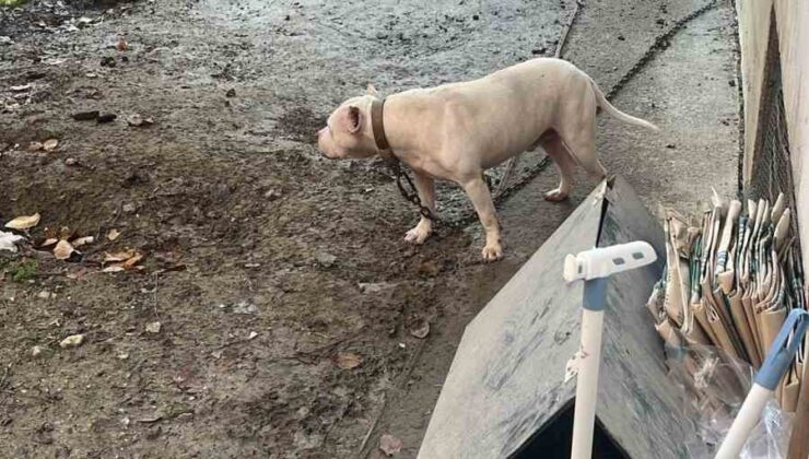 Avcılar’da ağızlıksız gezdirilen pitbull köpek kediyi parçaladı, sahibi gözaltına alındı