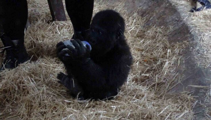 İstanbul Havalimanı’nda bulunan yavru gorilin ismi ‘Zeytin’ oldu