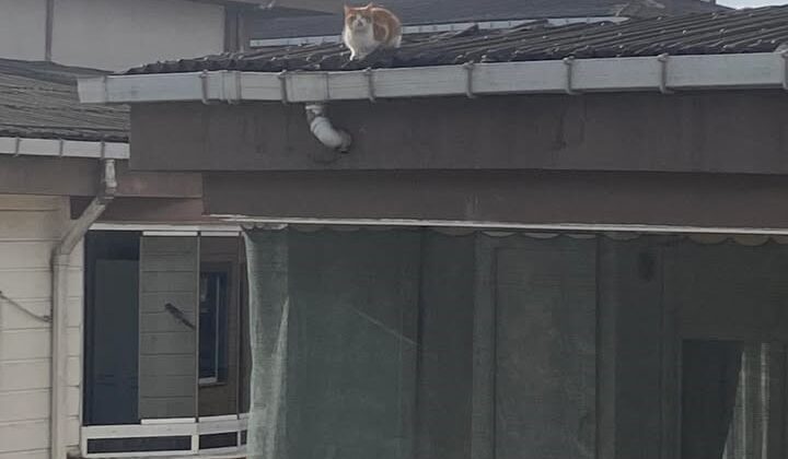 İtfaiye ekibinin kedi kurtarma mesaisi