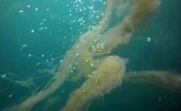 İzmit Körfezi’nde korkutan müsilaj manzarası