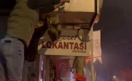 İznik’te kablolara dolanan kedi kurtarıldı