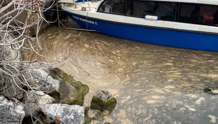 Kadıköy’de deniz yüzeyinde müsilaj tehdidi