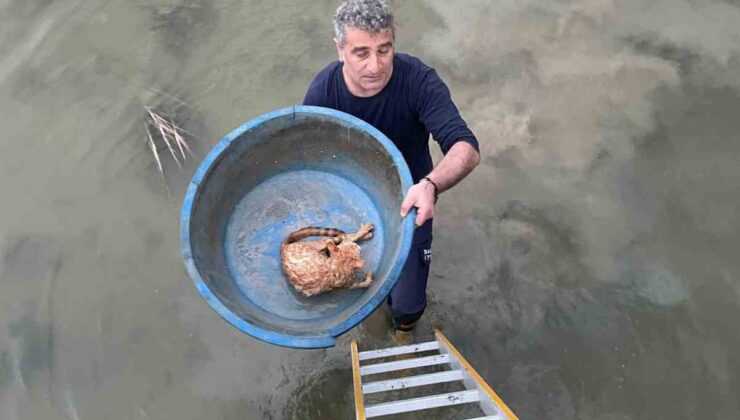 Köprü altında mahsur kalan kediyi itfaiye kurtardı