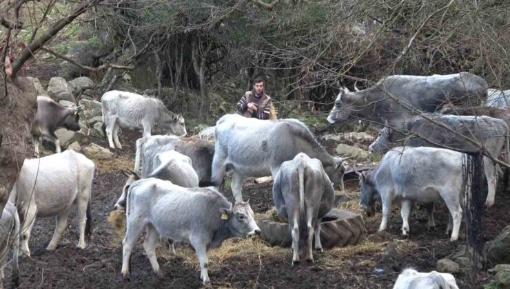 (Özel) Bursa’da 750 yıllık safkan yerli hayvanları kurşuna dizdiler