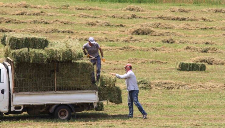 Saman fiyatları bir ay öncesine göre yüzde 10, eylüle göre yüzde 20 arttı