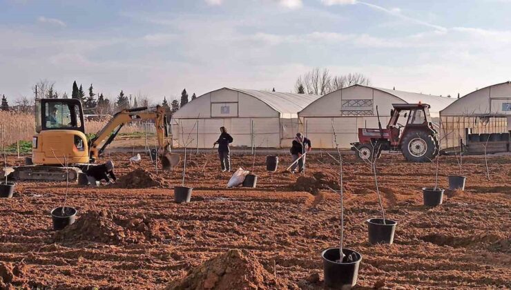 Tekirdağ’da 500 meyve fidanı toprakla buluşuyor