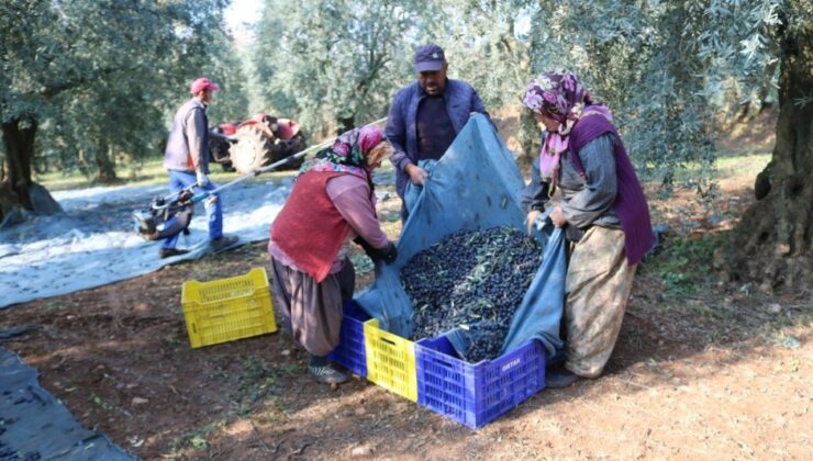 Zeytinyağı ihracatı hızlı gidiyor, ABD’ye ihracat 5 katına ulaştı