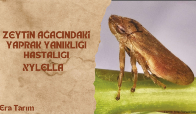 ZEYTİN AĞACINDAKİ YAPRAK YANIKLIĞI HASTALIĞI (XYLELLA)
