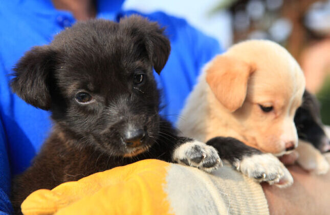 Sanatla yaşam kurtarılabilir.