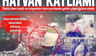 TÜRKİYE İŞÇİ PARTİSİ BURSA: OSMANGAZİ’DEKİ HAYVAN KATLİAMINA KARŞI YAŞAMIN YANINDAYIZ!