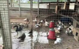  Sakarya’nın Geyve ilçesinde bir şahsın ikametinde 98 adet kaçak hayvan ile 5 adet tahnit edilen hayvan ele geçirildi