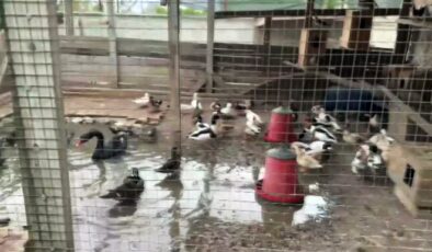  Sakarya’nın Geyve ilçesinde bir şahsın ikametinde 98 adet kaçak hayvan ile 5 adet tahnit edilen hayvan ele geçirildi