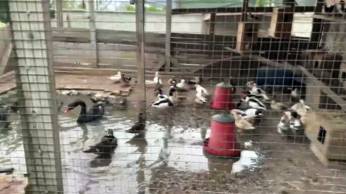  Sakarya’nın Geyve ilçesinde bir şahsın ikametinde 98 adet kaçak hayvan ile 5 adet tahnit edilen hayvan ele geçirildi
