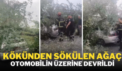 Kökünden sökülen ağaç otomobilin üzerine devrildi