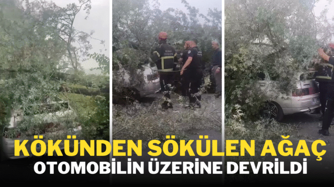 Kökünden sökülen ağaç otomobilin üzerine devrildi