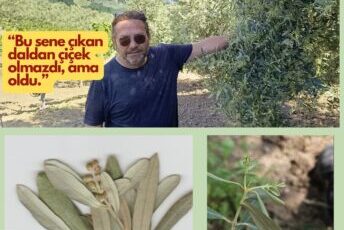 Gemlik’te Zeytin Ağacı Kuralları Bozdu