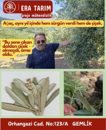 Gemlik’te Zeytin Ağacı Kuralları Bozdu