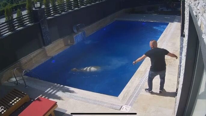 Kurbanlık koç havuza atladı