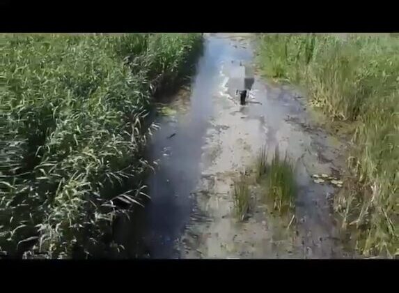 Dronu takip eden sülükçü, böylelikle kurtuldu