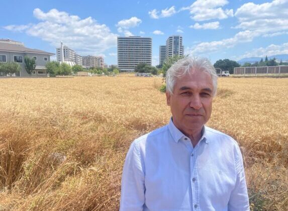 Bursa’nın gelişen yüzü Nilüfer ilçesinde milyon dolarlık lüks rezidansların tam ortasında kalan buğday tarlasında her yıl hasat yapılıyor