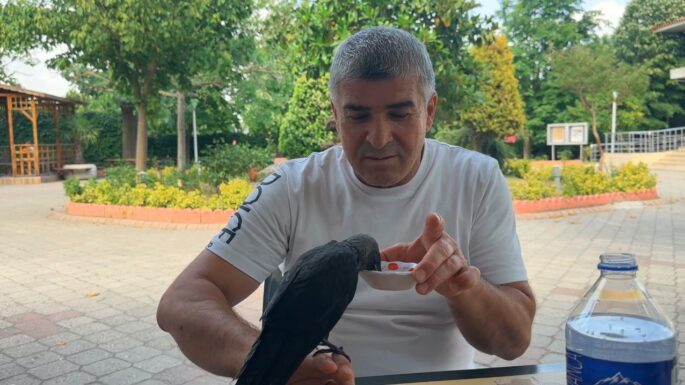 Aç ve susuz kalan yavru kargayı elleriyle besledi