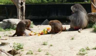 Bursa Hayvanat Bahçesi’nde Sıcaklara Karşı Buzlu Meyve ve Sebze İkramı