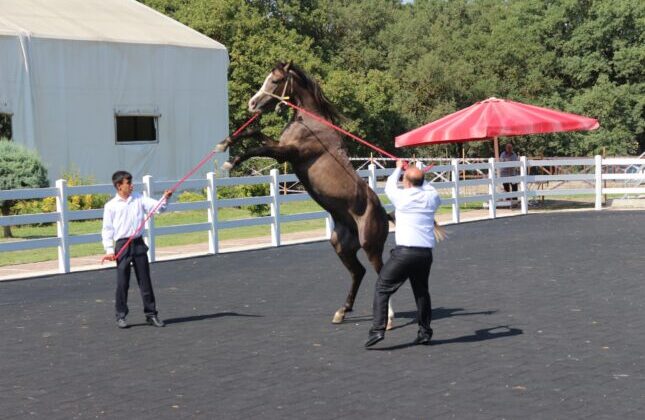 TİGEM tay satışından tek seferde 23 milyon 45 bin liralık gelir elde etti