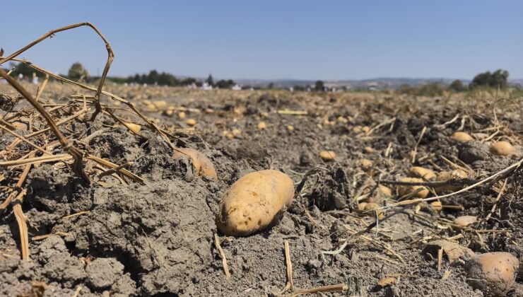 İnegöl’de çiftçi patates tarlasını halka açtı, ürünleri ücretsiz dağıttı