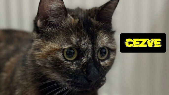 “Cezve’yi Katleden Bu Şahıs Serbest Kalırsa, Adalet Ölmüştür!”