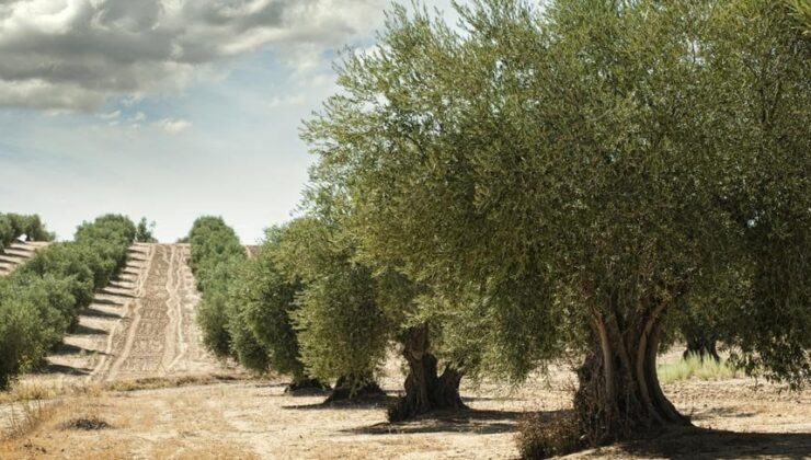 Başkan Sinan Kaya’dan Sert Çıkış: “OVA’ya, Zeytine, Toprağa İhanet Ediyorsunuz!”