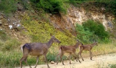 Kızıl geyik ailesi kameralarda