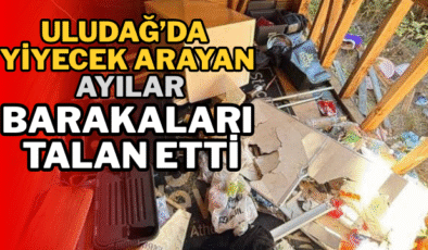 Uludağ’da Yiyecek Arayan Ayılar Barakaları Talan Etti