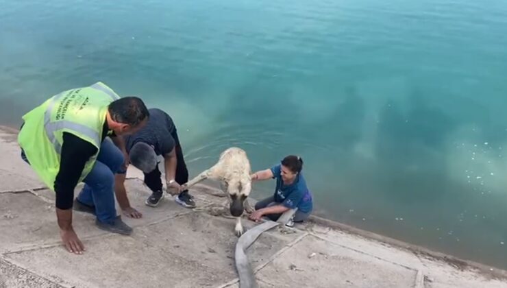 İki çocuklu anne, Fırat nehrine düşen kangal köpeğini kurtarmak için hiç düşünmeden kanala indi, kendisi de mahsur kalınca eşi sulama tankerinin hortumu ile hem köpeği hem de eşini kurtardı