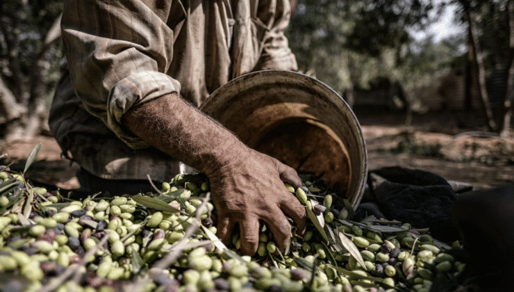 Marmarabirlik Önünde Zeytin Fiyatlarına Sert Tepki: “Çiftçiye Zulmetmeyin!”