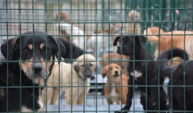 Bursa Büyükşehir Barınağında Pozitif Akım Sistemi Tartışması: Hayvanseverlerden Tepki
