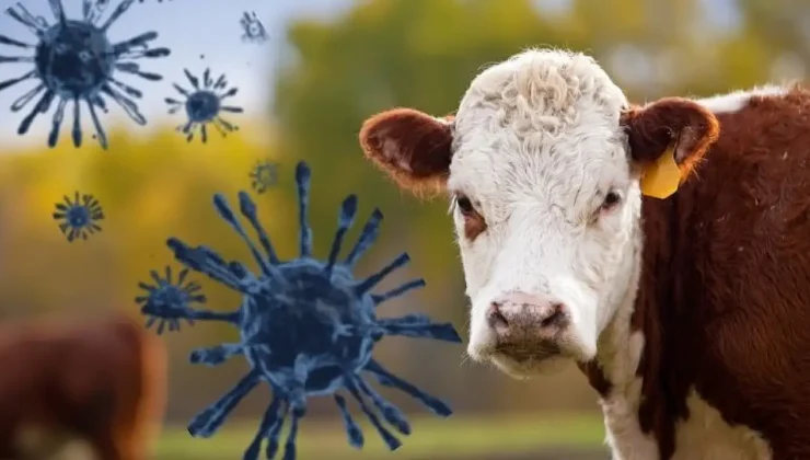 Hayvan Sağlığı Krizi Derinleşiyor: Türkiye Şeffaf Açıklama Bekliyor