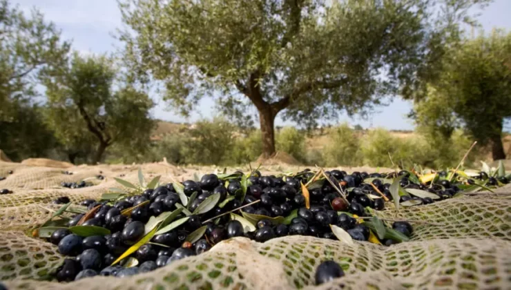 “Zeytin Üreticisi Ne Marmarabirliğe Ne de Tüccara Mahkûm Edilmemelidir!”