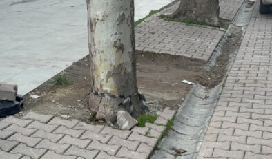 Çöpe atmak için yerden aldığı kargo poşetinin içinden 60 bin dolar çıktı