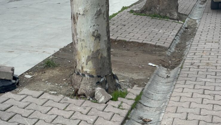 Çöpe atmak için yerden aldığı kargo poşetinin içinden 60 bin dolar çıktı