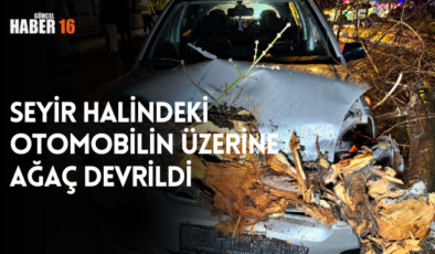 Seyir halindeki otomobilin üzerine ağaç devrildi