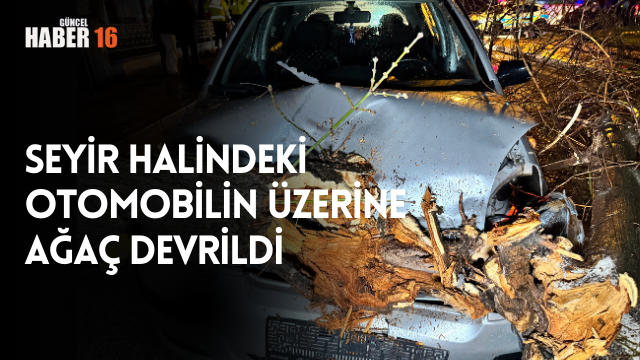 Seyir halindeki otomobilin üzerine ağaç devrildi
