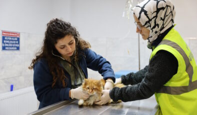 Bursa Büyükşehir patili dostların yanında