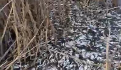 Uluabat Deresi’nde binlerce balık ölü bulundu