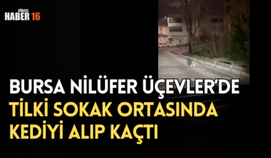 Bursa Nilüfer Üçevler’de Tilki Sokak Ortasında Kediyi Alıp Kaçtı