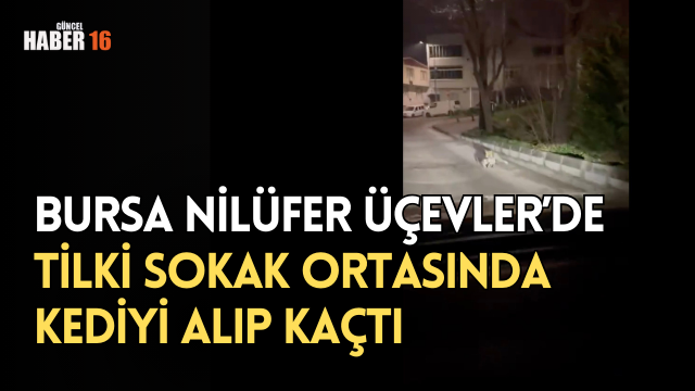 Bursa Nilüfer Üçevler’de Tilki Sokak Ortasında Kediyi Alıp Kaçtı