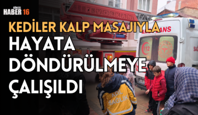 Kediler kalp masajıyla hayata döndürülmeye çalışıldı