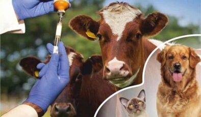 “Sağlık Sistemi Veteriner Hekimsiz Eksiktir”