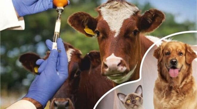 “Sağlık Sistemi Veteriner Hekimsiz Eksiktir”